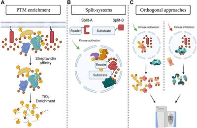 Proximity-Dependent Biotinylation Approaches to Explore the Dynamic Compartmentalized Proteome